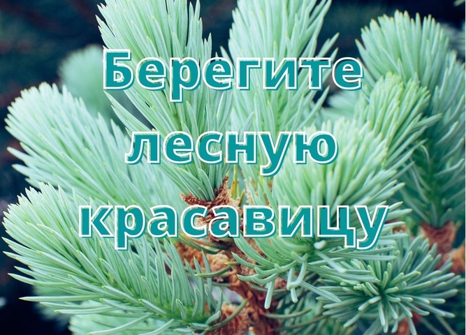 Подведены итоги заочного фотоконкурса «Берегите лесную красавицу»