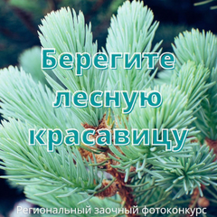 Подведены итоги заочного фотоконкурса «Берегите лесную красавицу»