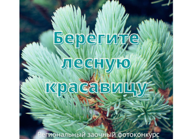 Подведены итоги заочного фотоконкурса «Берегите лесную красавицу»