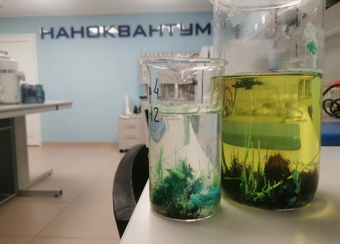 Кораллы вырастили юные химики в наноквантуме детского технопарка «Кванториум Сибирь»