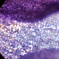 В «Кванториуме Сибирь» подвели итоги конкурса микрофотографий «Мир в объективе микроскопа»